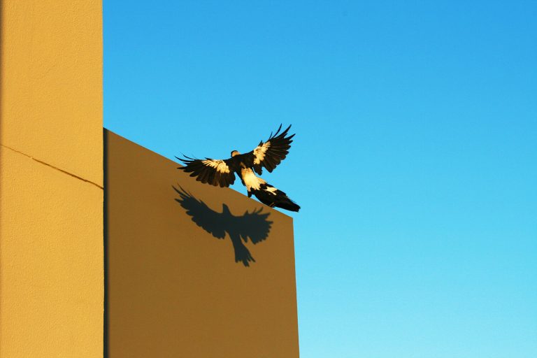 bird-wing-sky-eagle-blue-yellow-1391038-pxhere.com (1)